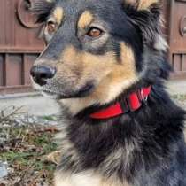 Настоящее сокровище в поисках дома, в Санкт-Петербурге