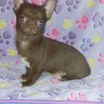 Chihuahua. Chocolate boy, в г.Broderstorf