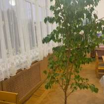 Цветок Фикус Бенджамина, в Владикавказе