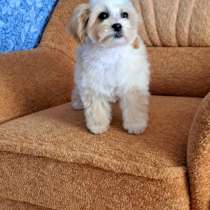 Maltipoo F - 1. Mini boy, в г.Фельсберг