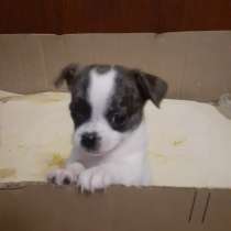 Продам щенка чихуа, в Иванове