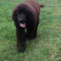 Продается щенок ньюфаундленда, в г.Запорожье