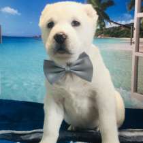 Белый алабай, в Крымске