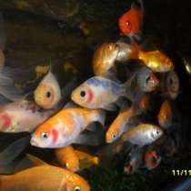 Аквариумные рыбки, в Волгограде