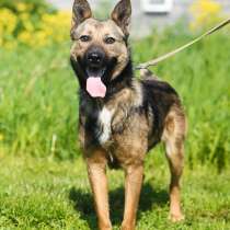 Пёс Рекс - идеальный друг, в Санкт-Петербурге