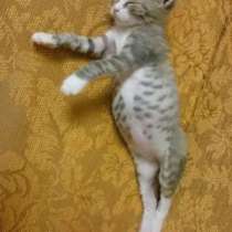 Котята в добрые руки, в Твери