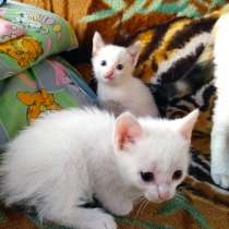 Отдам котят, в Златоусте
