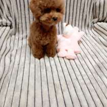 Toy puddle. Red boy, в г.Киль