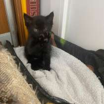 Добрый котёнок, в Керчи