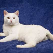 Настоящий аристократ, белоснежный котик Султан в добрые руки, в Москве