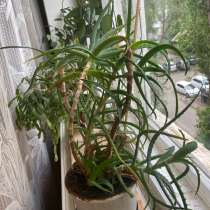 Алоэ лечебный, в Саратове