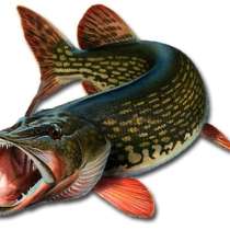 Рыбалка на базе "Дед Щукарь", в Волгограде