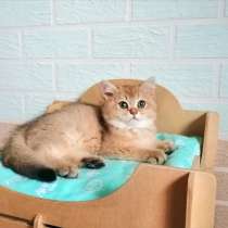 Продаю симпатичного кота (мальчик). Порода британская (BSH), в г.Вроцлав