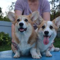 Девочки вельш корги пемброк, в Москве