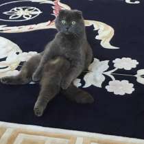 Кошки в хорошие руки продам, в Одинцово