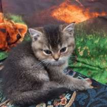 Животные, в г.Бат-Ям