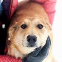 Лисса, красивая собака, в Москве