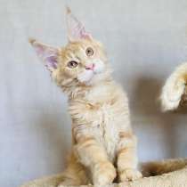 Тикированный котик Мейн кун, в Москве