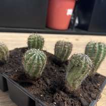 Кактус, в Щелково