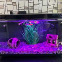 Умный аквариум с рыбками, в Санкт-Петербурге