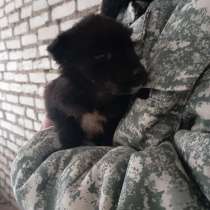 ЩЕНКИ В ДАР! НУЖНА ПЕРЕДЕРЖКА ИЛИ ДОМ!, в г.Минск