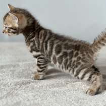 Бенгальские котята, в г.Нью-Йорк
