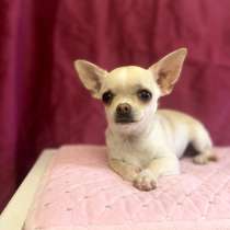 Chihuahua. Mini boy. Fawn, в г.Франкфурт-на-Майне
