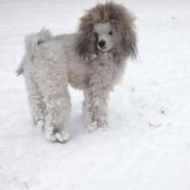 Щенки миниатюрного пуделя, в Красноярске