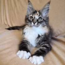 Meine Coon, в г.Affile