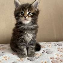 Мейн-кун мальчик черный мрамор, в Челябинске