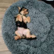 Продам щенка ёршкий терьер, в г.Savyon