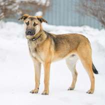 Ваш самый верный друг! Пес-подросток Виконт в добрые руки, в Москве