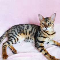 Бенгальский котенок Ф1, в Москве