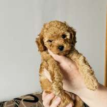 Той пудель, в г.Клайпеда