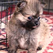 Щенок шпиц, в Крымске