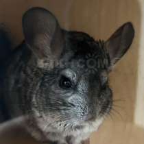 Шиншилла, в Корсакове