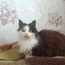 Котят подкинули отдам в добрые руки, в г.Луганск