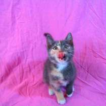 Мусор выносил, а там в коробке три котеночка, в г.Усть-Каменогорск