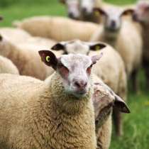 Племенные овцы Шароле (Скот из Европы класса Элита), в Красноярске