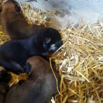 Щенки дворняги, в Симферополе