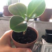 Комнатные растения, в г.Солигорск