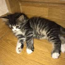Отдам котят даром в хорошие руки, в Кизилюрте