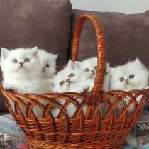 Шотландские котята!, в г.Тирасполь