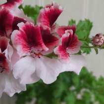 Продам свое. комнатные цветы, в Югорске