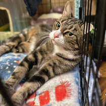 Очень ласковая молодая кошечка Бусинка в добрые руки, в Санкт-Петербурге