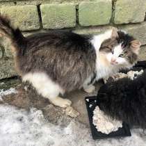 Котик Мурзик, потерявший хозяйку. ищет дом и доброе сердце, в Москве