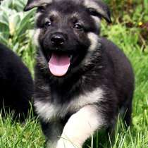 Щенки восточноевропейской овчарки. Документы РКФ, в Москве