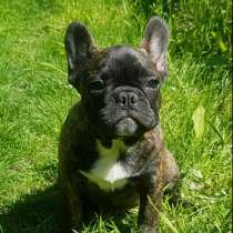 Французский бульдог, в г.Мюнхен
