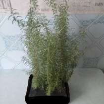 Розмарин, в Уфе