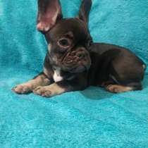French bulldog. Chocolate girl, в г.Бремен